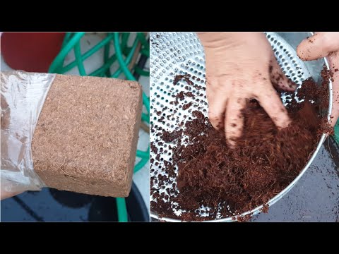 How to Use Cocopeat in Gardening - Correct Way to Use Cocopeat || Fun Gardening