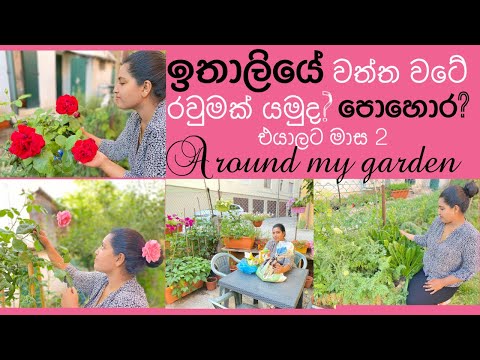 Home gardening ideas/ සිංහල/Best fertilizers/ for good harvest/ Mommy with niki
