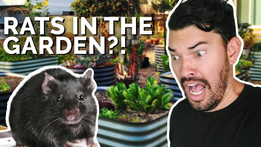 How to Prevent and Control RATS in Your Garden 🐀 😱