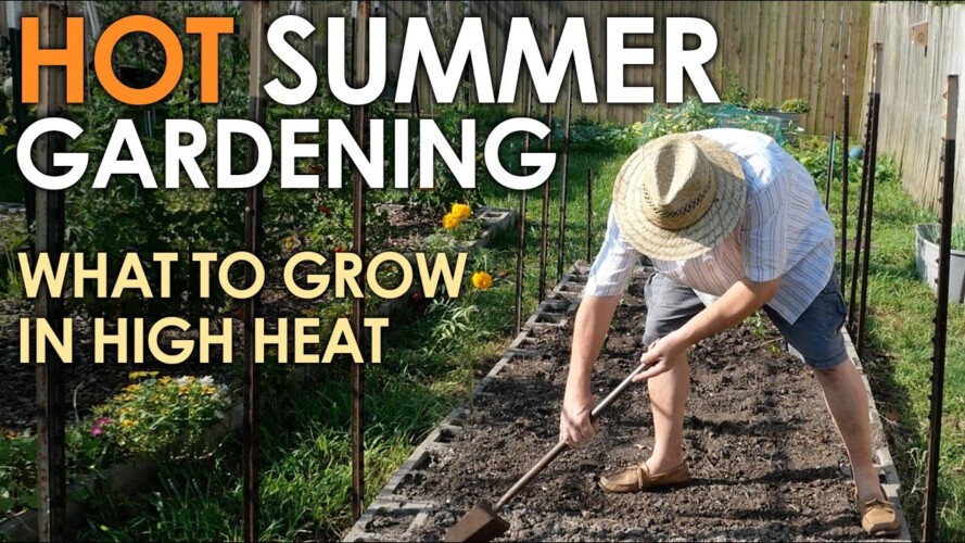 HOT SUMMER Vegetable Gardening || Black Gumbo