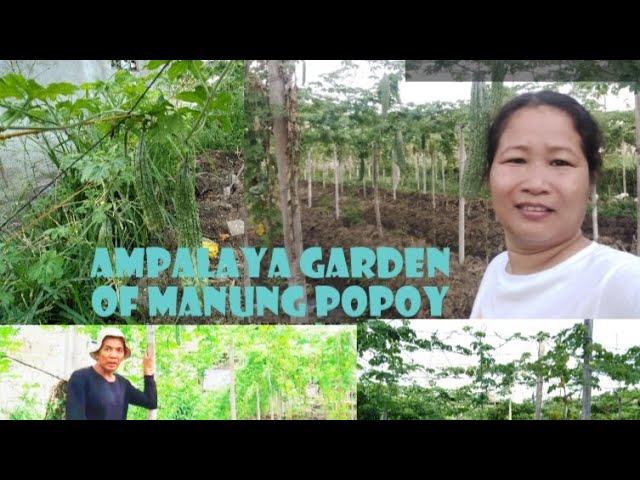 Ampalaya Garden  of Manung Popoy - tour of Flexi Girl jb, gardening a very nice source of income