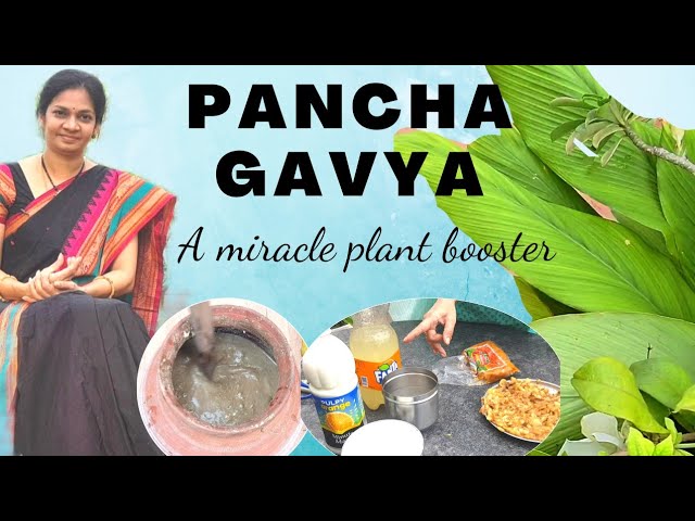 PanchaGavya/కూరగాయలు పళ్ళ మొక్కలు బాగా ఎదిగి కాపు కాయడానికి పంచగవ్య ఇవ్వండి #madgardener  #gardening