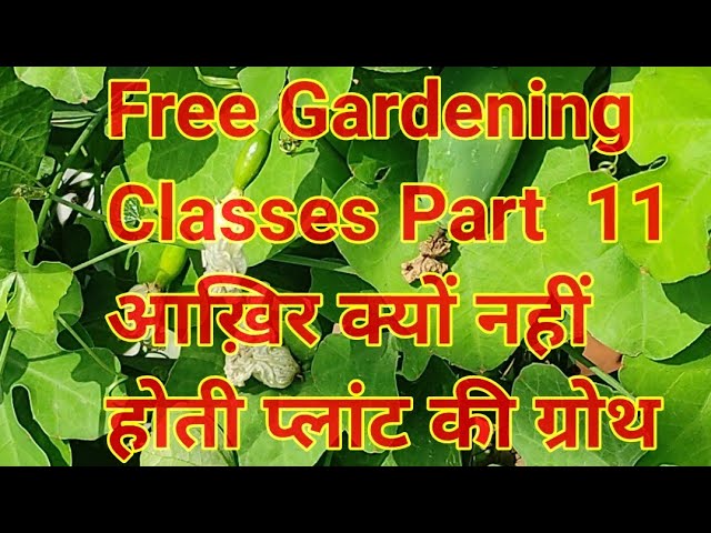 Free gardening classes part 11 Reason for slow growth of plants, plants ki growth ke liye kya Karen