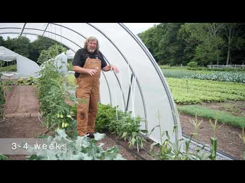 Gardening Basics - Growing Peppers