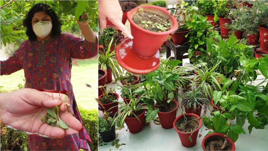July Gardening Works - What to do in Gardening in Monsoon / July || Fun Gardening