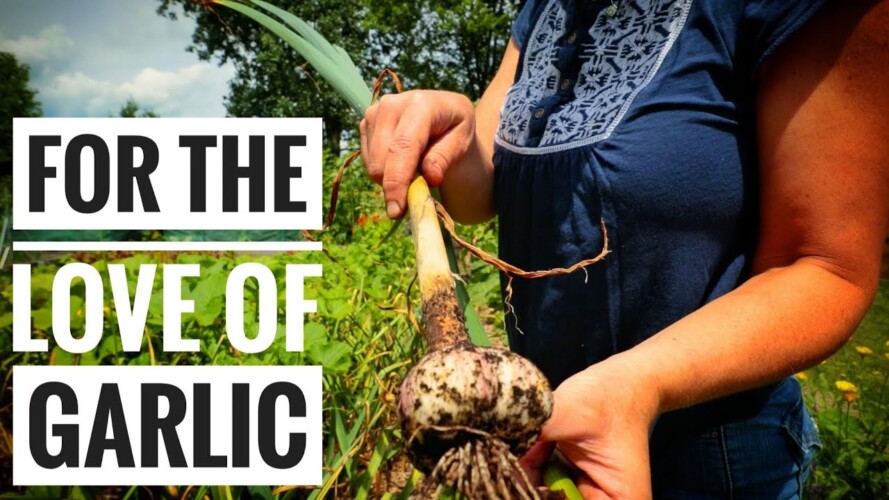 HUGE Garlic Harvest | NO DIG Gardening!
