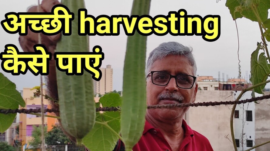How we get more harvesting . gardening tips for beginners.
