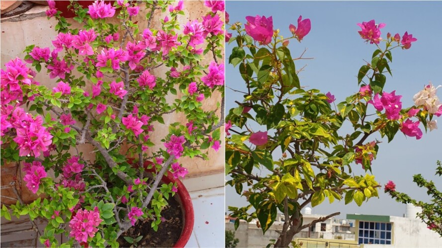 All About Bougainvilleas - How to Grow and Care Bougainvillea Plant || Fun Gardening
