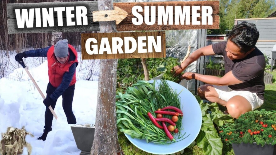 GARDENING! FROM WINTER TO HARVEST! My Backyard Garden. Harvest! Cook and Eat! NO TALKING! ASMR!