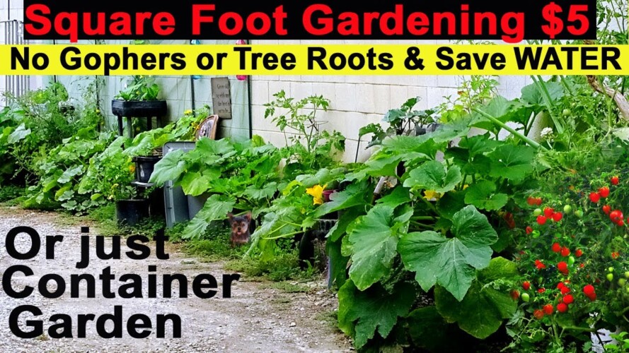 Growing RAISED BED Garden EASY Grows Tons of Food 🍅 Container Gardening Keeps Gophers & Roots OUT