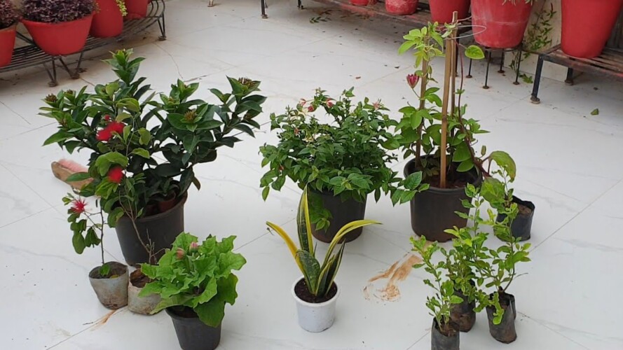 Monsoon Garden Shopping || Fun Gardening