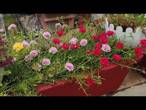 How to Grow and Care Portulaca || Fun Gardening