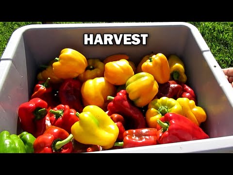 Raccoon Attack Mega HARVEST Food Storage in August SUPER Delicious container gardening vegetables