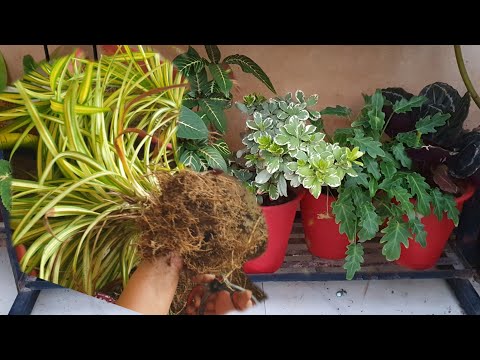 Saturday Gardening VLOG - Gardening Works I Did Today || Fun Gardening
