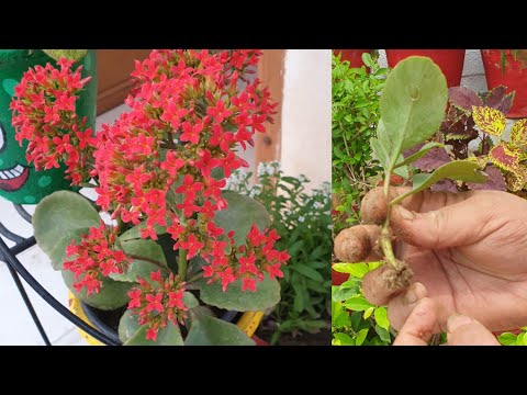 Desi Kalanchoe Care and Propagation || Fun Gardening