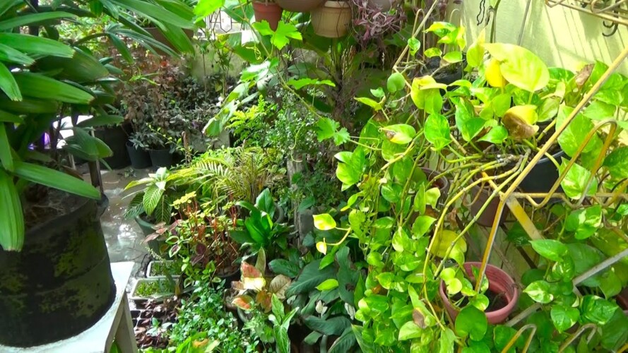 Jungle Or Garden