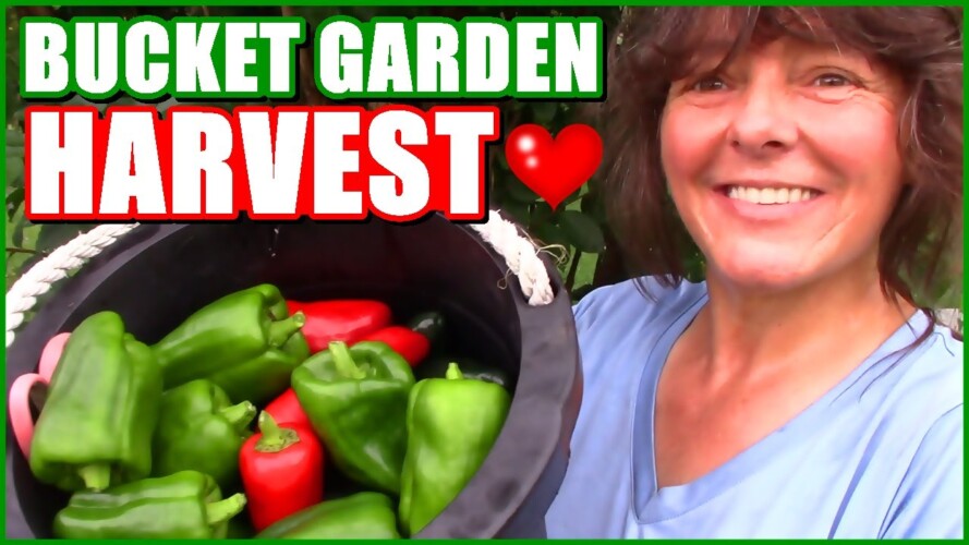 Bucket Garden Pepper Harvest | Bucket Gardening
