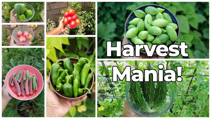 Harvest Mania! California Garden July 2021 Garden Tour Harvests & Gardening Tips!