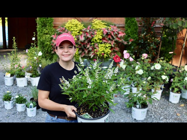 Fantastic Plants for Your Late Summer Garden| Gardening with Creekside