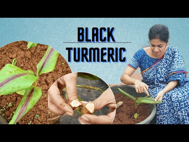 Black Turmeric Plants/నల్ల పసుపు ఎందుకు అంత రేటు అంటే.. #madgardener #medicinalplants  #gardening