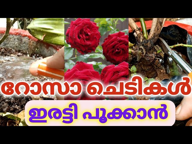 Top 10 Powerful Rose Gardening Secret Tips l how to care forr Rose Plants l Complete Rose care