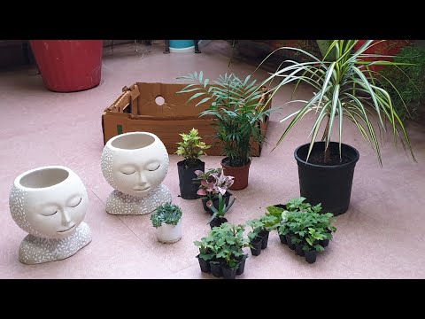My Small Garden Shopping || Fun Gardening