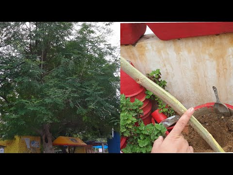 How to Grow Moringa by Cutting || Fun Gardening