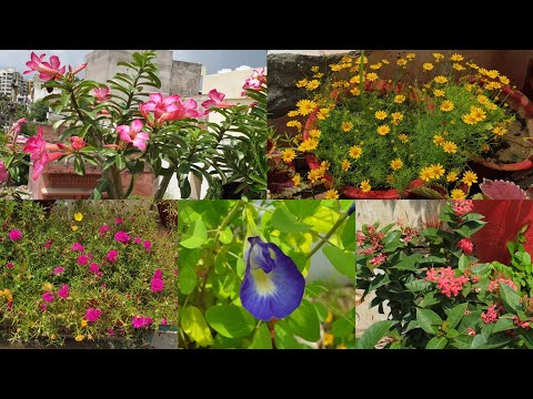 Flowers in My Garden Today || Fun Gardening