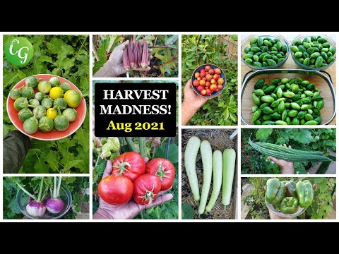 Vegetable & Fruits Harvest Madness! California Gardening Garden Tour, Harvests, Gardening Tips!