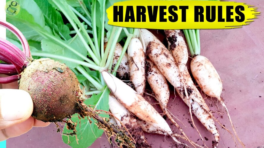 10 HACKS / TIPS: WHEN TO HARVEST VEGETABLES (Root Crops) | Vegetable Gardening in Pots