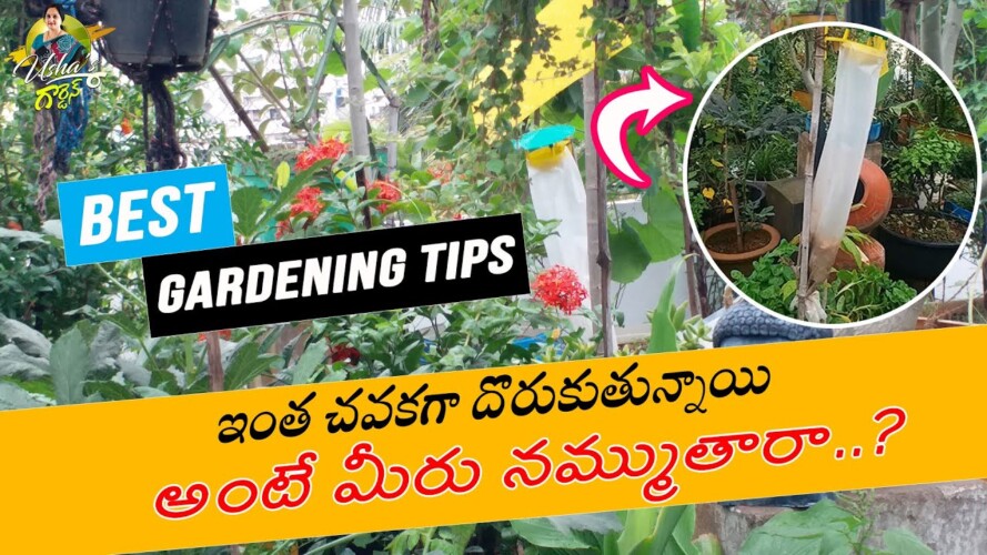 ఇంత చవకగా దొరుకుతున్నాయి.. అంటే మీరు నమ్ముతారా..? | Best Gardening Tips | Usha's Garden