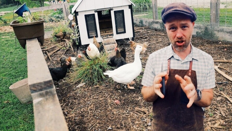 Here’s How I’m Getting Chickens to Do The Gardening