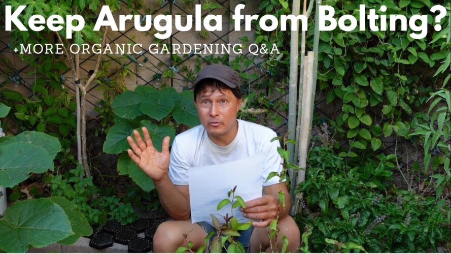 How to Keep Arugula from Bolting & More Organic Gardening Q&A
