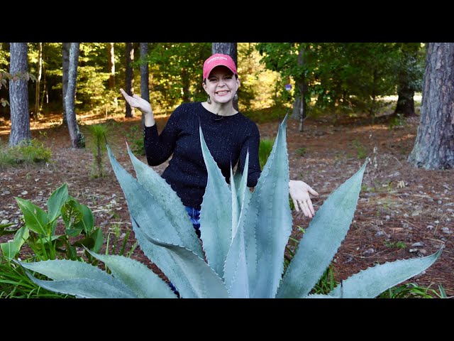 Fall Garden Tour of Mimi's Garden | Gardening with Creekside