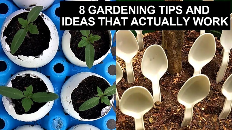 8 Gardening Tips And Ideas That Actually Work I 8 Tips Sa Gardening Na Dapat Mong Subukan