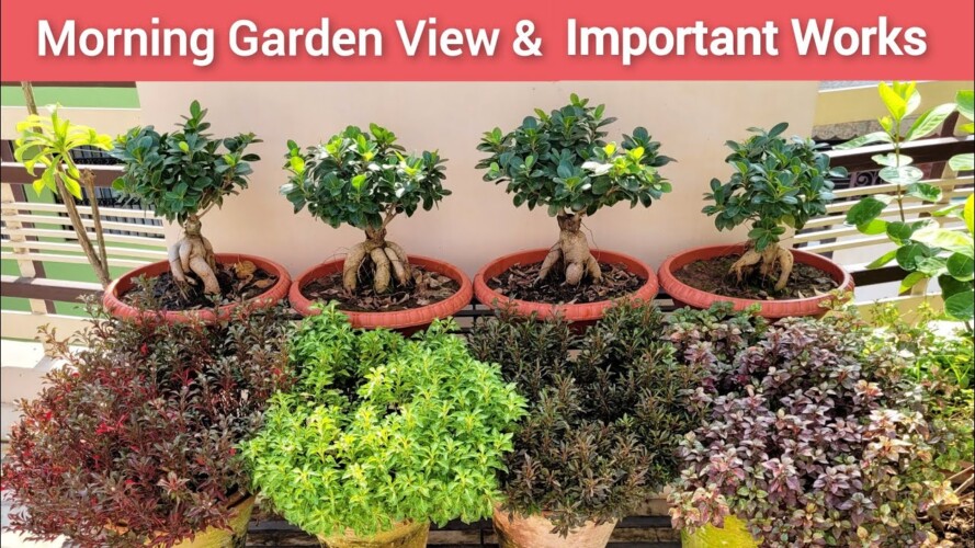 Morning Garden View & Important Gardening Works