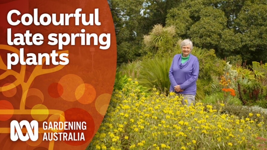 Grow these plants to bring colour to your late spring garden | Gardening 101 | Gardening Australia