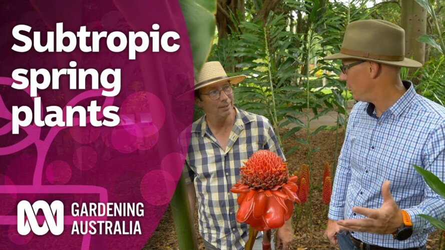 Zingiberales options for colour in sub-tropical spring settings | Discovery | Gardening Australia