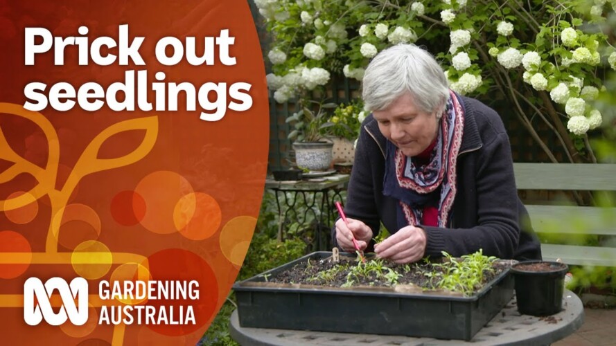 Prick out seedlings to increase your stock of plants | Gardening 101 | Gardening Australia