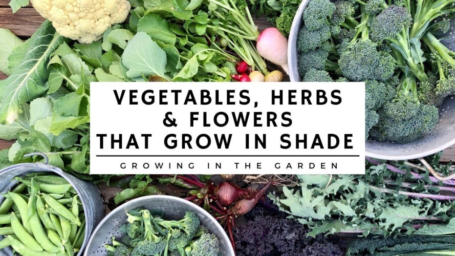 SHADE GARDENING TIPS: plus which VEGETABLES, HERBS & FLOWERS grow in the SHADE