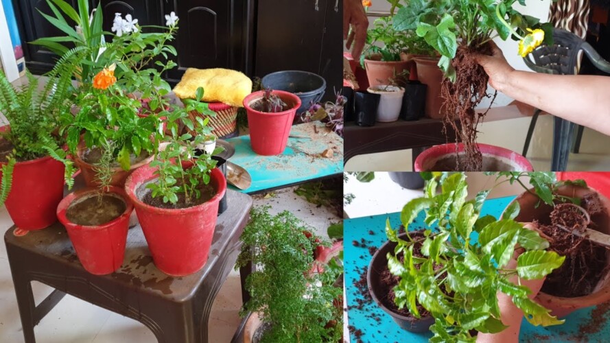 Sunday Gardening Vlog - Repotting New Nursery Plants || Fun Gardening