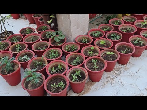 HUGE Winter Seedling Repotting VLOG || Fun Gardening