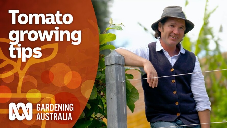This tomato expert has some top tips for growing a great crop | Gardening 101 | Gardening Australia