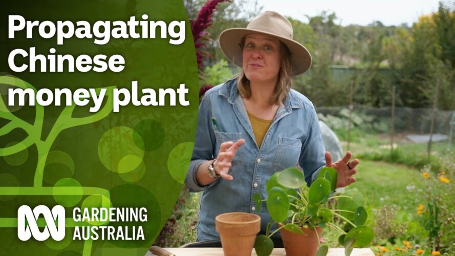 How to propagate Chinese money plant | Indoor plants | Gardening Australia