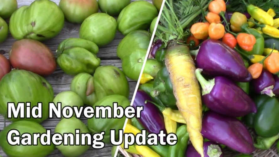 Mid November Gardening Update and Harvest In Our Zone 6b Garden