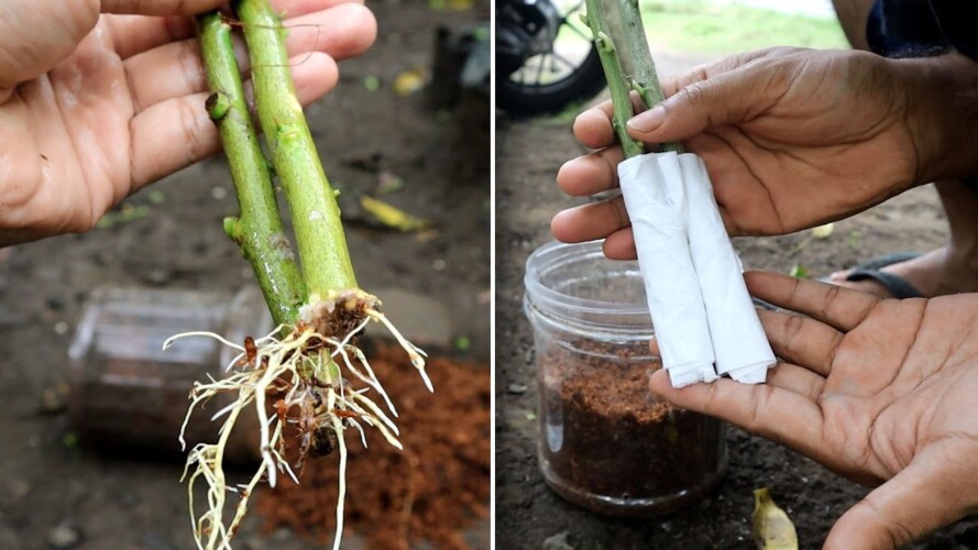 Very Smart Gardening Trick To Rooting Trees with tissue paper