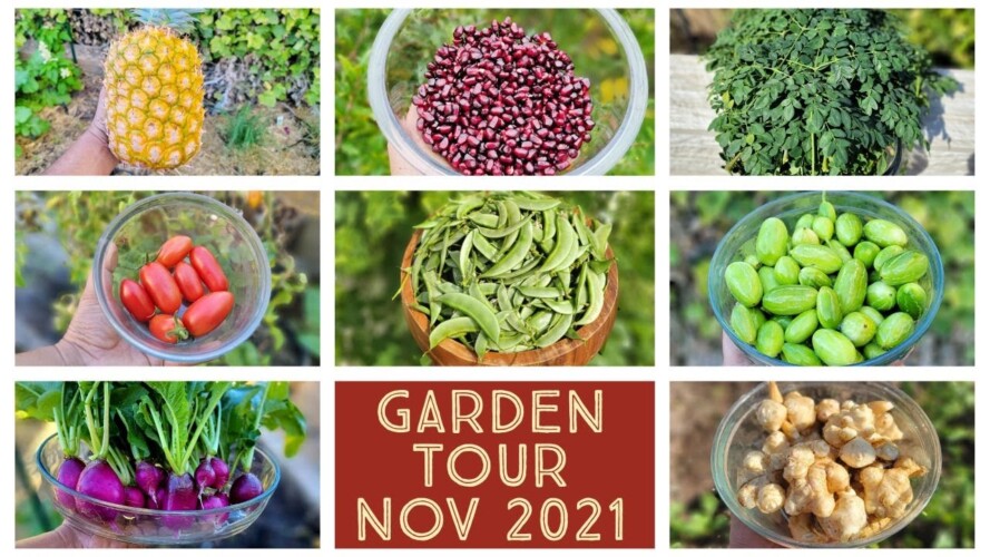 California Gardening November 2021 Harvests, Garden Tour, Gardening Tips, Things To Do & More!