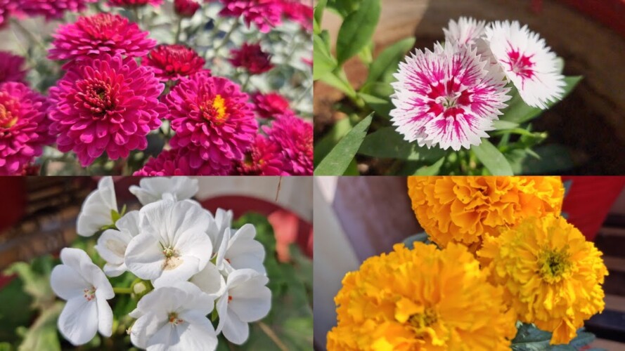 Winter Flowering Plant Care Tips  ||  Fun Gardening