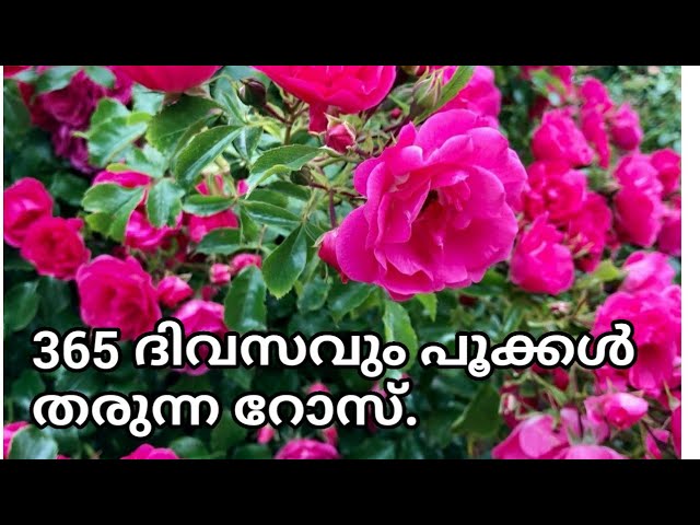 TOP 5 POWERFUL ROSE🔥GARDENING SECRET TIPS || Best Fertilizer for Kashmiri Rose || Rose gardening
