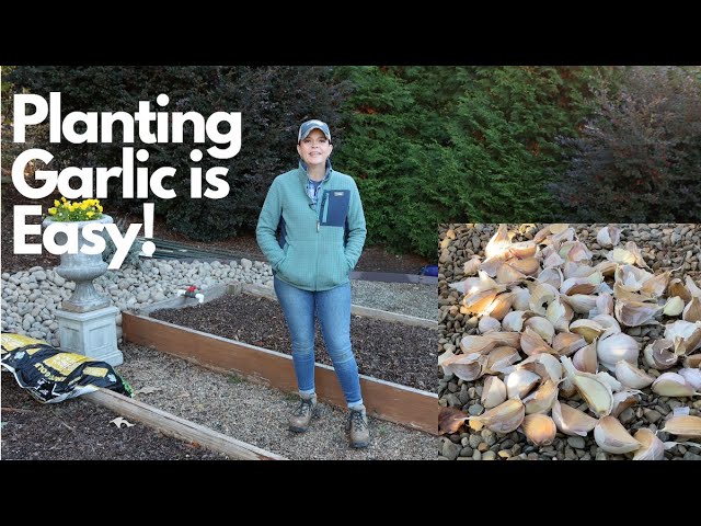 How To Plant & Grow Garlic | Gardening with Creekside